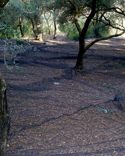 Filets Pour la Récolte des Olives