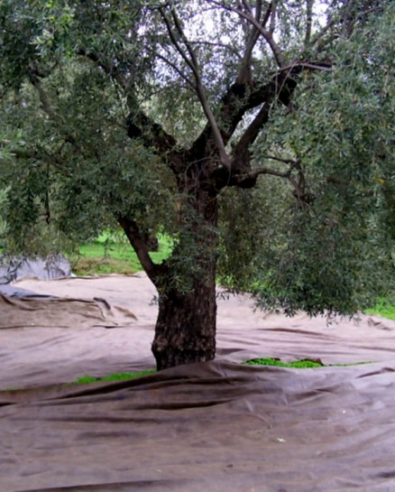 Tissus Pour la Récolte des Olives