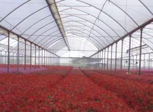 Greenhouse Film