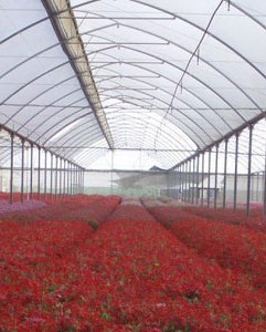 Greenhouse Film