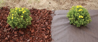 Mulching