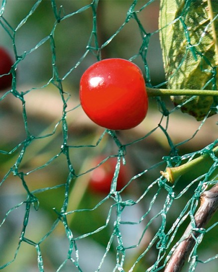 Protection contre les oiseaux